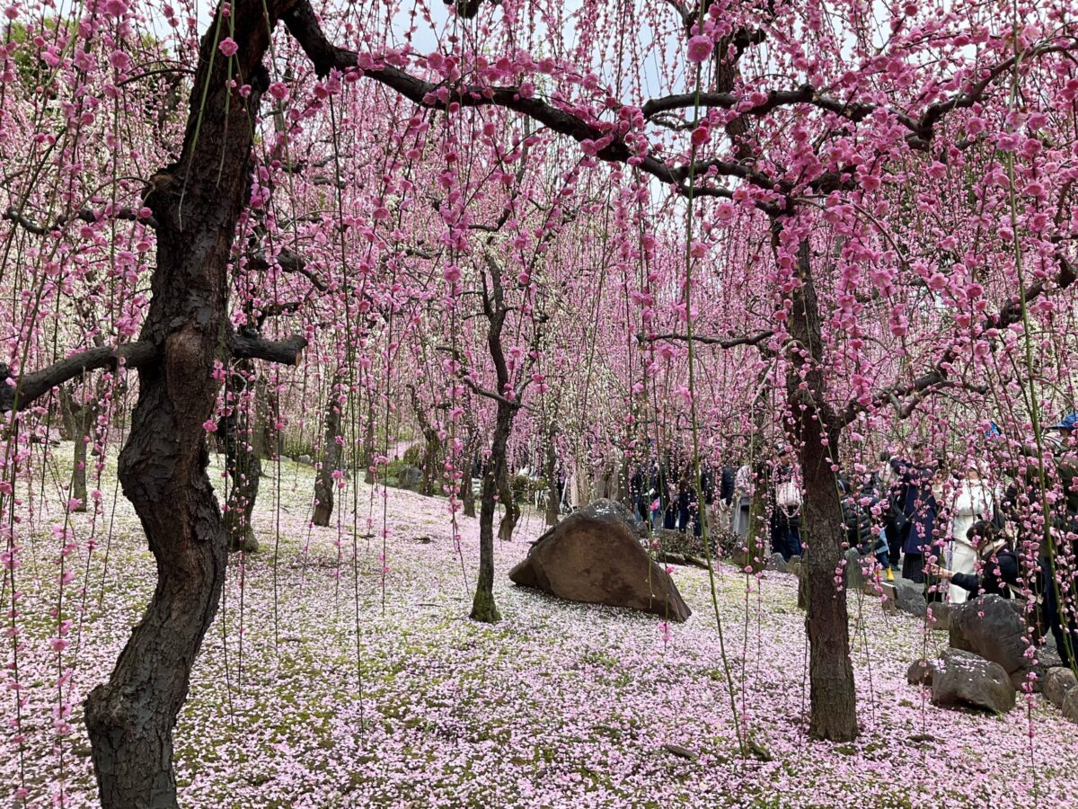 城南宮の枝垂れ梅